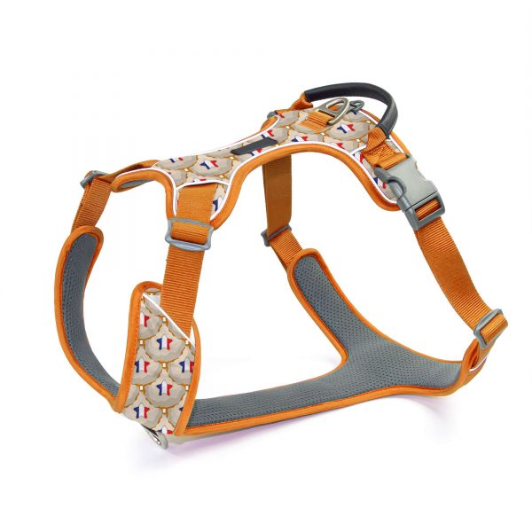 compressed_260122-3胸背-2